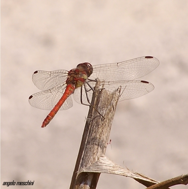 Sympetrum striolatum